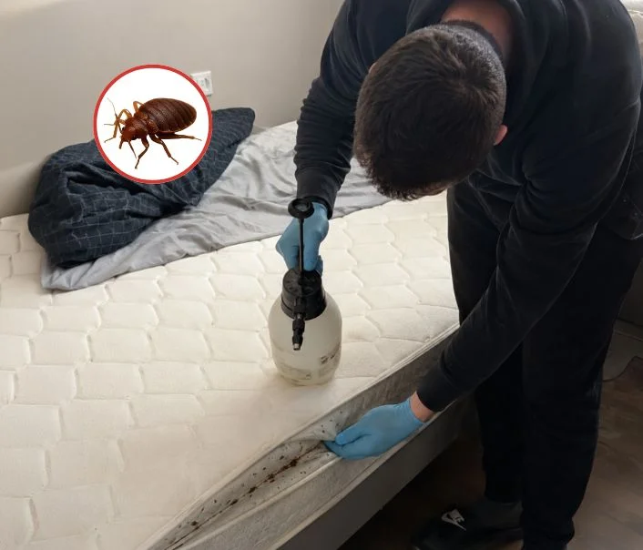 Technicien traitant un matelas contre les punaises de lit à Mousseaux-sur-Seine